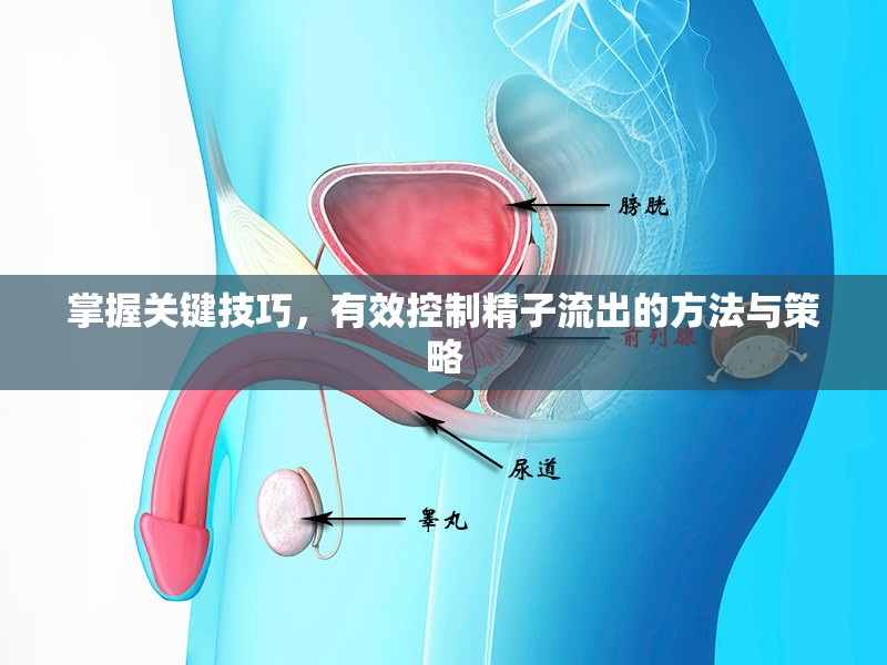 掌握關(guān)鍵技巧，有效控制精子流出的方法與策略