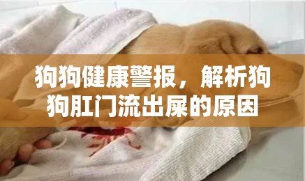 狗狗健康警報(bào)，解析狗狗肛門流出屎的原因
