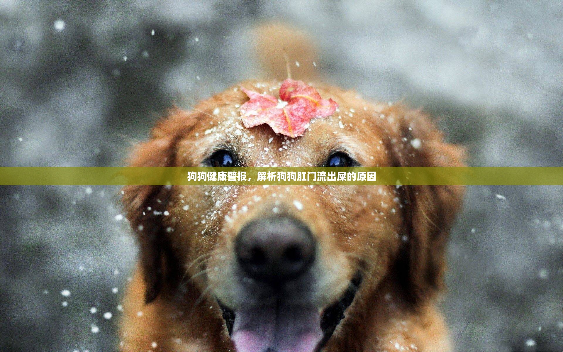 狗狗健康警報(bào)，解析狗狗肛門流出屎的原因
