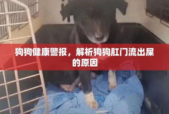 狗狗健康警報(bào)，解析狗狗肛門流出屎的原因