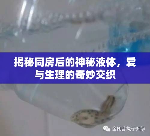揭秘同房后的神秘液體，愛與生理的奇妙交織