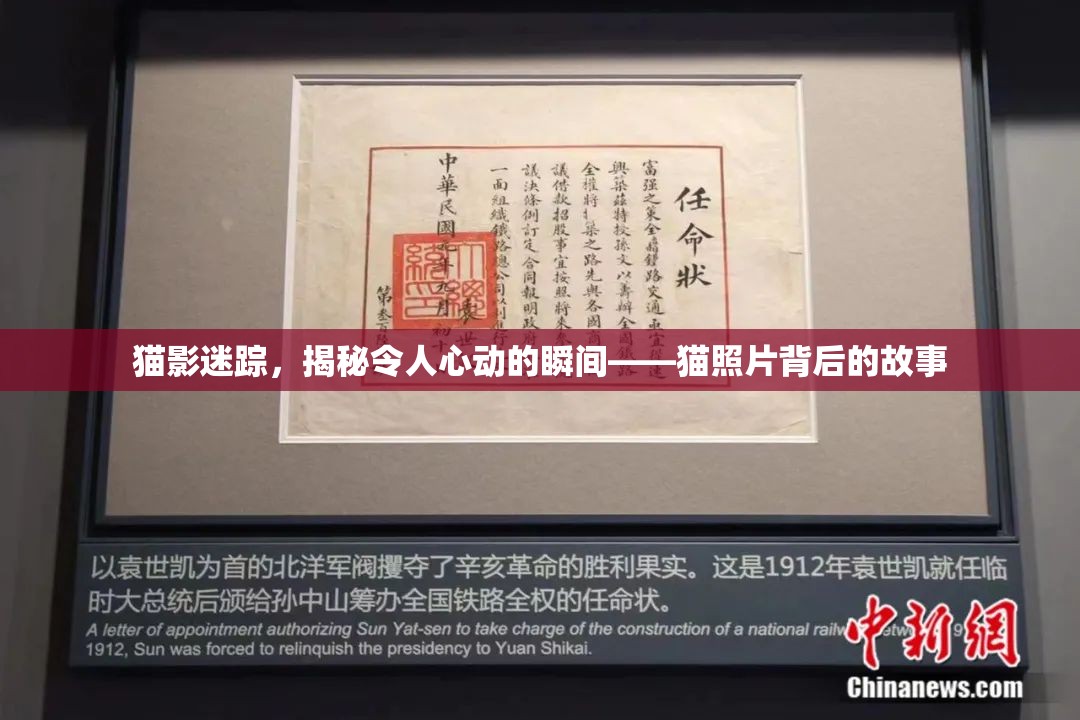 貓影迷蹤，揭秘令人心動的瞬間——貓照片背后的故事