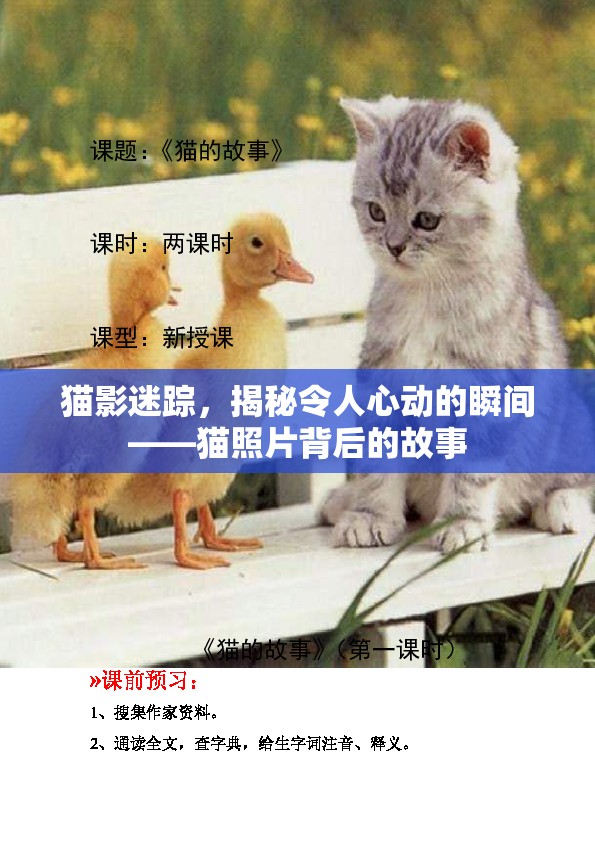 貓影迷蹤，揭秘令人心動的瞬間——貓照片背后的故事