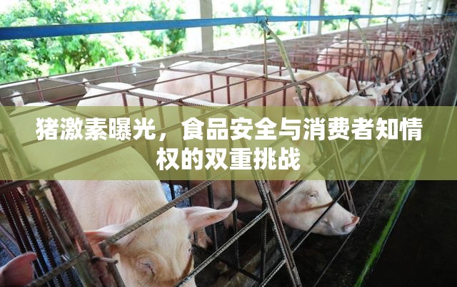 豬激素曝光，食品安全與消費(fèi)者知情權(quán)的雙重挑戰(zhàn)