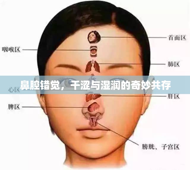 鼻腔錯覺，干澀與濕潤的奇妙共存