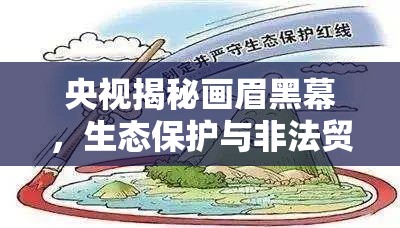 央視揭秘畫眉黑幕，生態(tài)保護與非法貿(mào)易的深刻反思