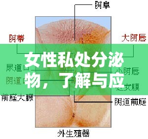 女性私處分泌物，了解與應(yīng)對(duì)的粘稠之謎