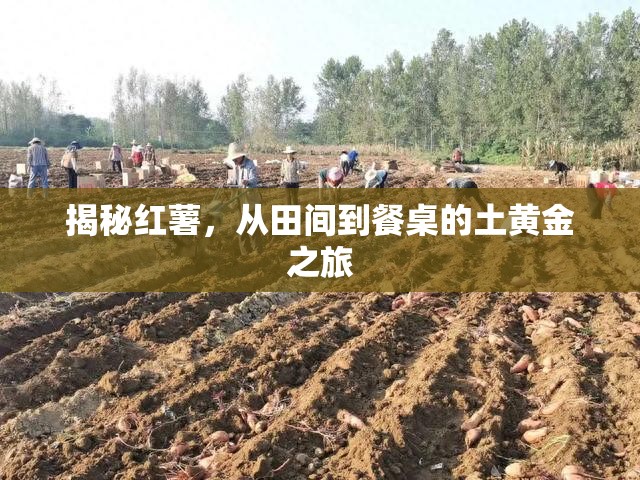 揭秘紅薯，從田間到餐桌的土黃金之旅
