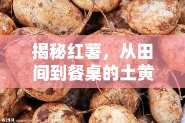 揭秘紅薯，從田間到餐桌的土黃金之旅