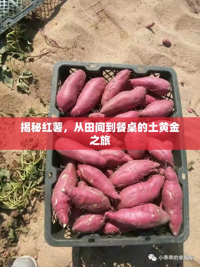 揭秘紅薯，從田間到餐桌的土黃金之旅