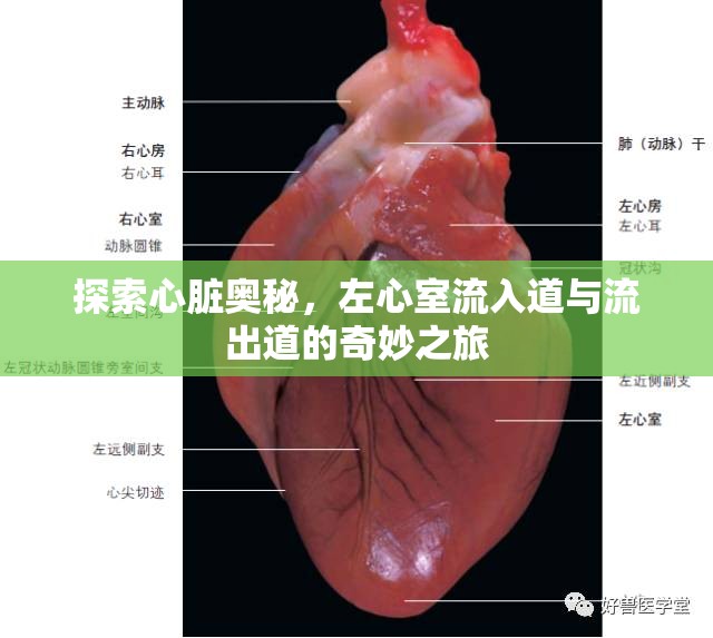 探索心臟奧秘，左心室流入道與流出道的奇妙之旅