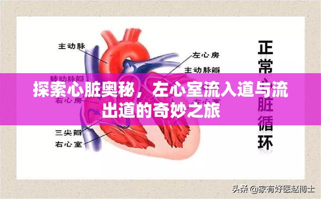 探索心臟奧秘，左心室流入道與流出道的奇妙之旅