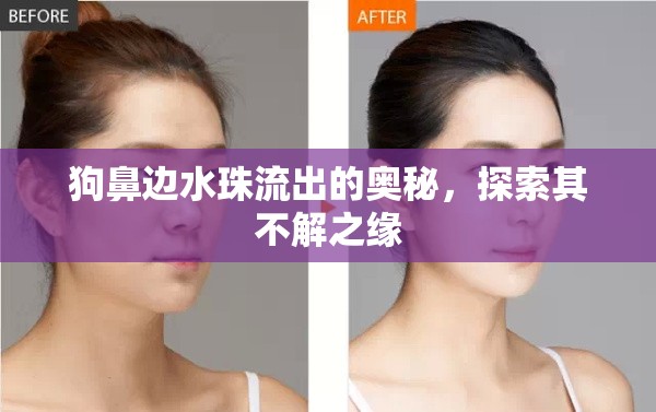 狗鼻邊水珠流出的奧秘，探索其不解之緣