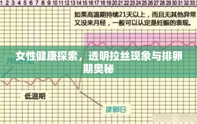 女性健康探索，透明拉絲現(xiàn)象與排卵期奧秘