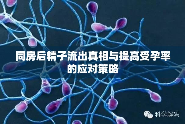 同房后精子流出真相與提高受孕率的應(yīng)對(duì)策略
