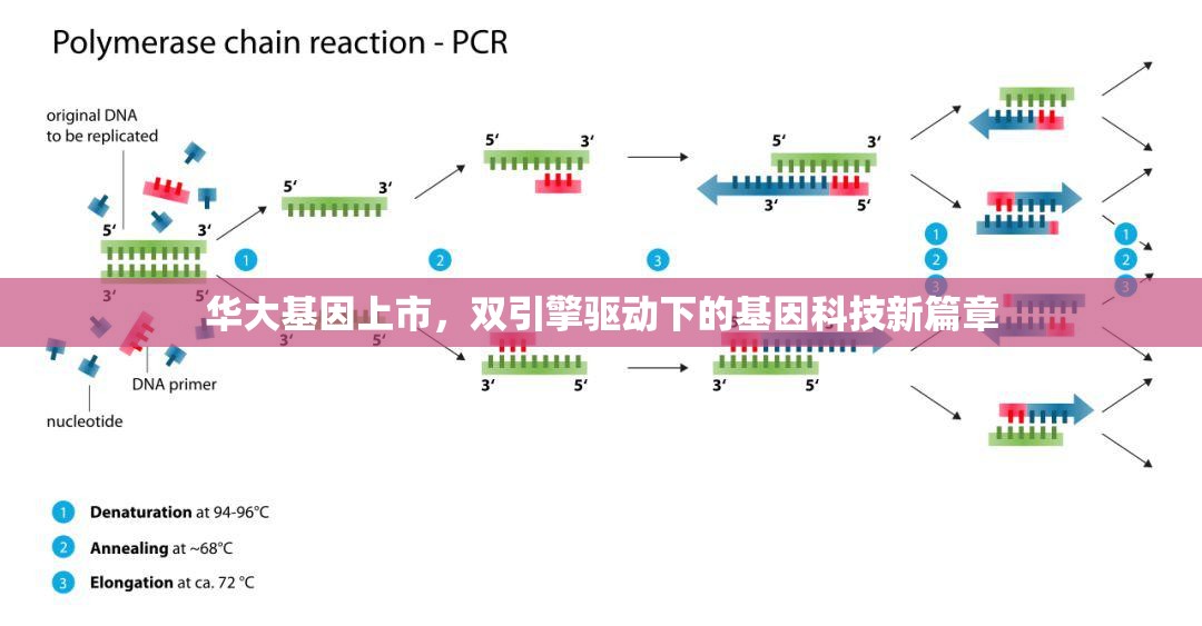 華大基因上市，雙引擎驅(qū)動下的基因科技新篇章