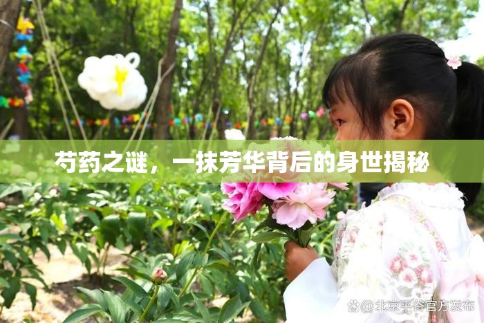 芍藥之謎，一抹芳華背后的身世揭秘