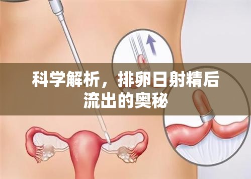科學解析，排卵日射精后流出的奧秘
