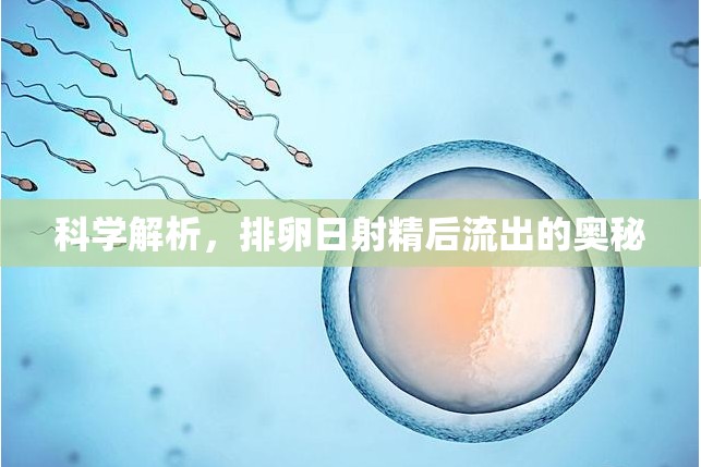 科學解析，排卵日射精后流出的奧秘