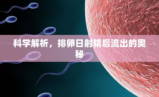 科學解析，排卵日射精后流出的奧秘
