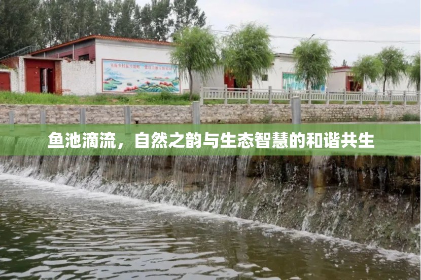 魚(yú)池滴流，自然之韻與生態(tài)智慧的和諧共生