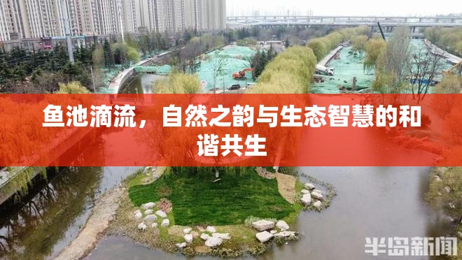魚(yú)池滴流，自然之韻與生態(tài)智慧的和諧共生