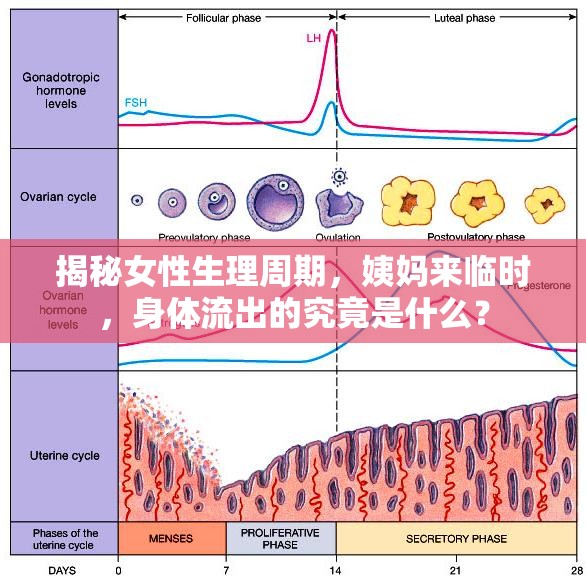 揭秘女性生理周期，姨媽來臨時(shí)，身體流出的究竟是什么？