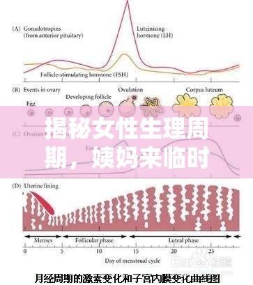 揭秘女性生理周期，姨媽來臨時(shí)，身體流出的究竟是什么？
