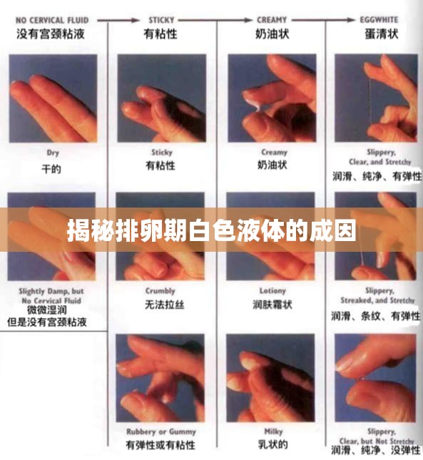 揭秘排卵期白色液體的成因