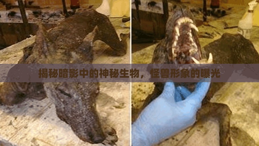 揭秘暗影中的神秘生物，怪獸形象的曝光