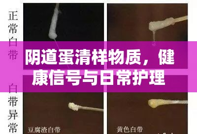 陰道蛋清樣物質(zhì)，健康信號與日常護理指南