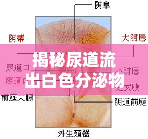 揭秘尿道流出白色分泌物的真相與應對策略