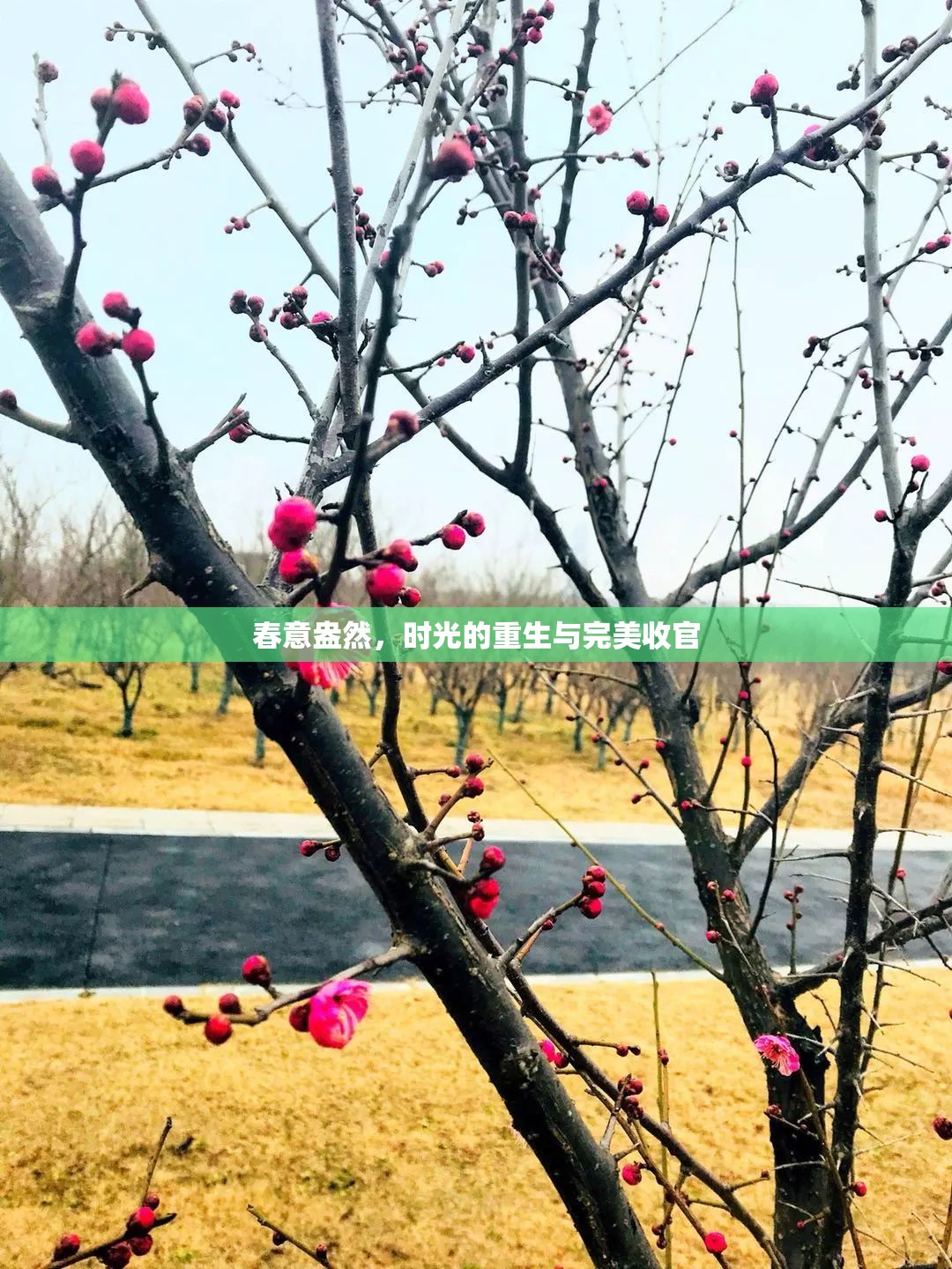 春意盎然，時光的重生與完美收官