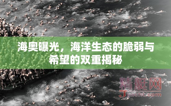 海奧曝光，海洋生態(tài)的脆弱與希望的雙重揭秘
