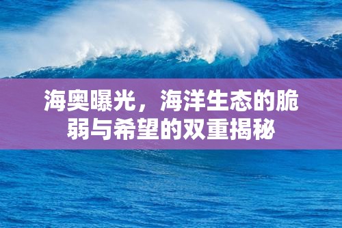 海奧曝光，海洋生態(tài)的脆弱與希望的雙重揭秘