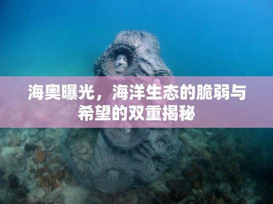海奧曝光，海洋生態(tài)的脆弱與希望的雙重揭秘