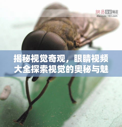 揭秘視覺奇觀，眼睛視頻大全探索視覺的奧秘與魅力