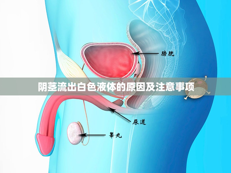 陰莖流出白色液體的原因及注意事項(xiàng)