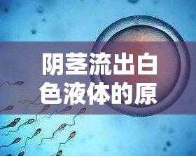陰莖流出白色液體的原因及注意事項(xiàng)