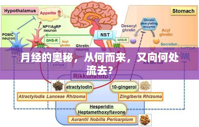 月經(jīng)的奧秘，從何而來，又向何處流去？