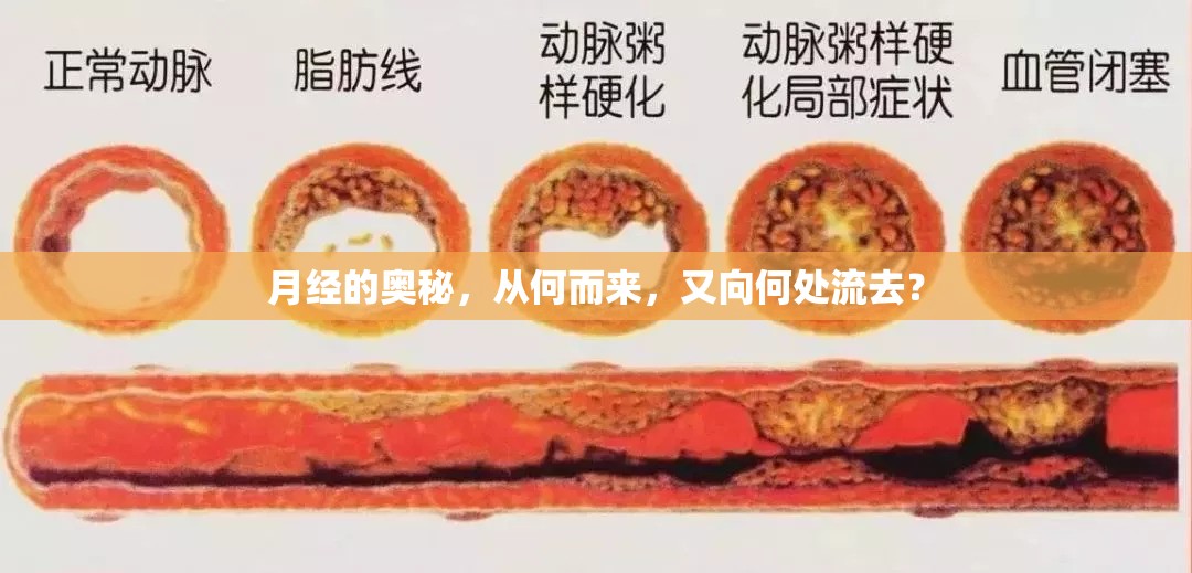 月經(jīng)的奧秘，從何而來，又向何處流去？