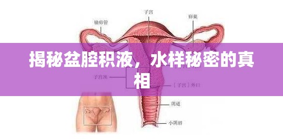 揭秘盆腔積液，水樣秘密的真相