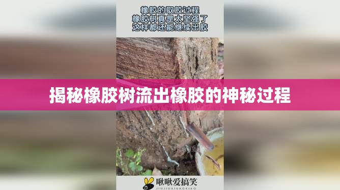 揭秘橡膠樹流出橡膠的神秘過程