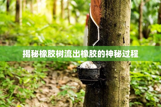揭秘橡膠樹流出橡膠的神秘過程