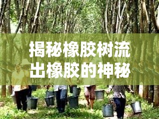 揭秘橡膠樹流出橡膠的神秘過程