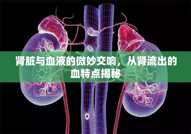 腎臟與血液的微妙交響，從腎流出的血特點揭秘