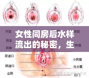 女性同房后水樣流出的秘密，生理反應(yīng)與健康關(guān)懷的深度解析