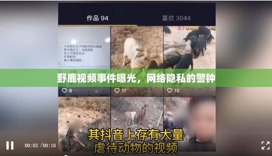 野鹿視頻事件曝光，網(wǎng)絡隱私的警鐘