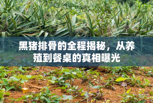 黑豬排骨的全程揭秘，從養(yǎng)殖到餐桌的真相曝光
