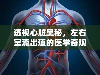 透視心臟奧秘，左右室流出道的醫(yī)學(xué)奇觀